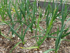 garlic harvest