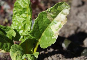 leaf miners