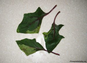 leaf miners Spinach
