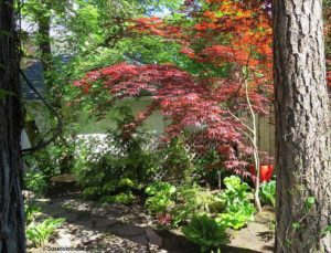 shade gardens, Merilee Dinneen