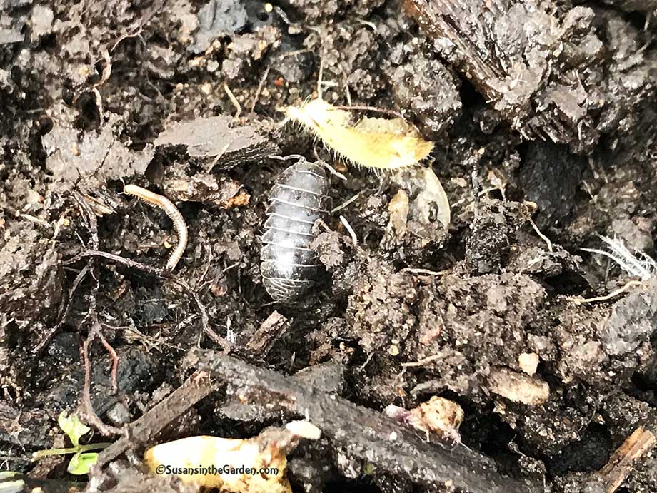 Pillbugs Sowbugs Susan S In The Garden