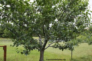 apples - surround - kaolin clay
