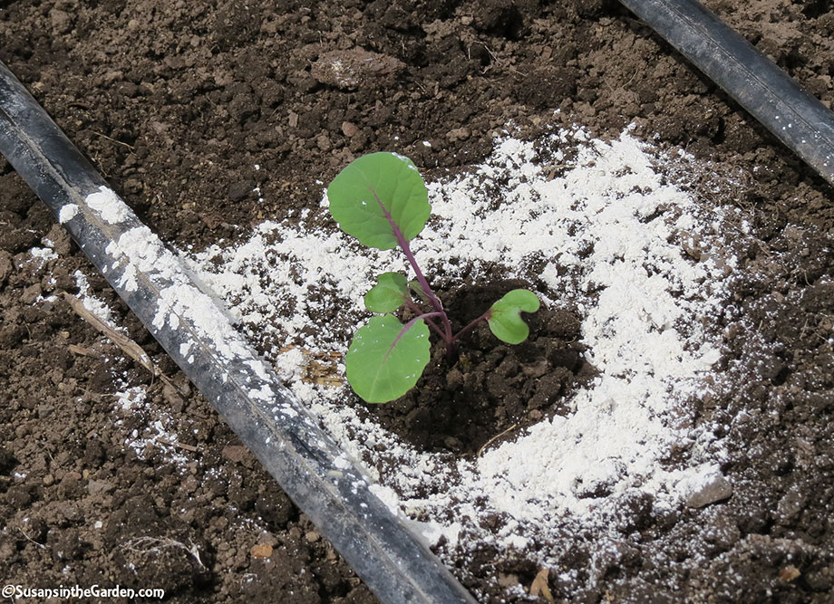 Diatomaceous Earth De Susan S In The Garden