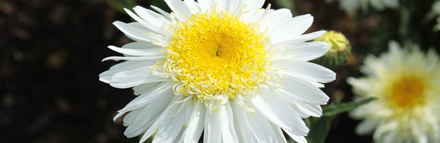 Shasta daisy