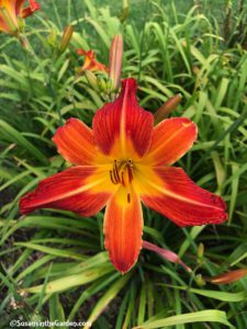 daylilies August Flame