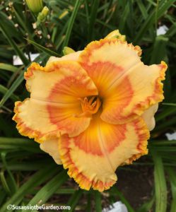 daylilies Brave Kemo Sabe