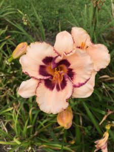 daylilies Festive Art