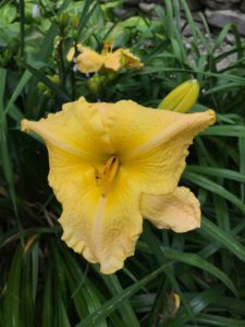 Daylilies - Leslie Renee
