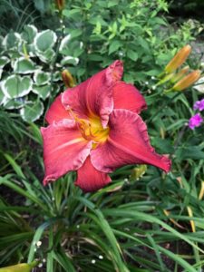 Daylilies - Armed Azerbaijanies