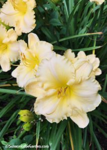 Daylilies - Be Here Now