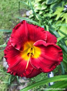 Daylilies - Betty Ford