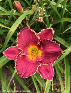 daylilies Lord of Lightning