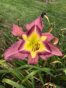 daylilies Purple Cheetah