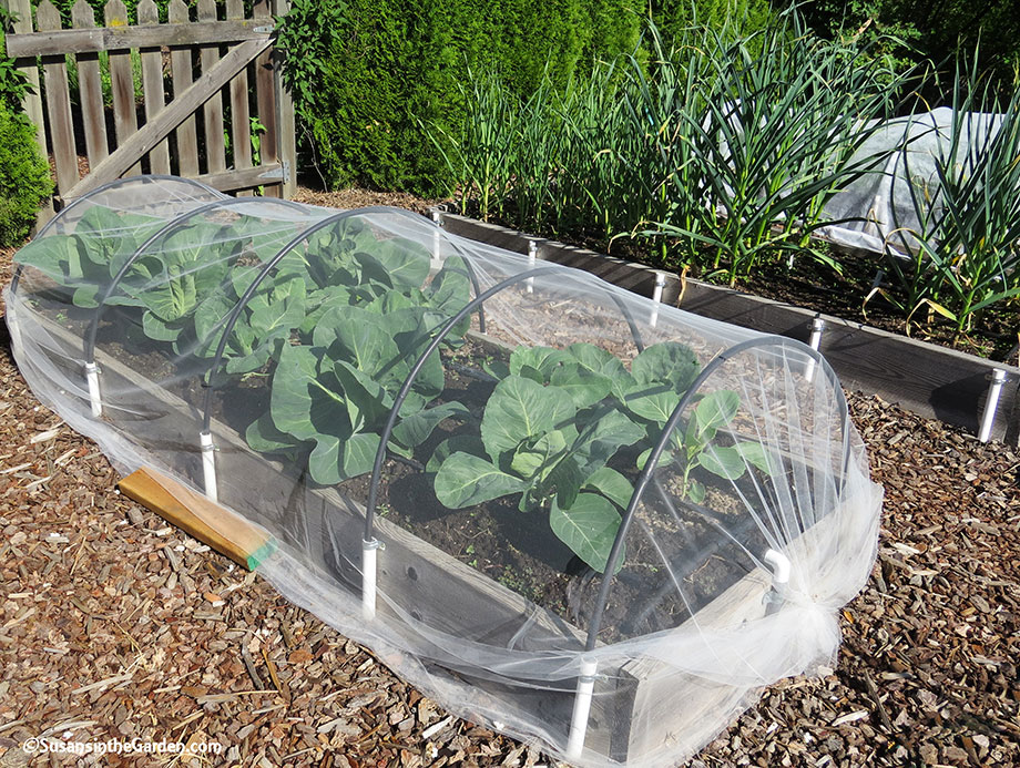 Tulle Netting - Susan's in the Garden