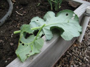 cabbage worms, garden pests