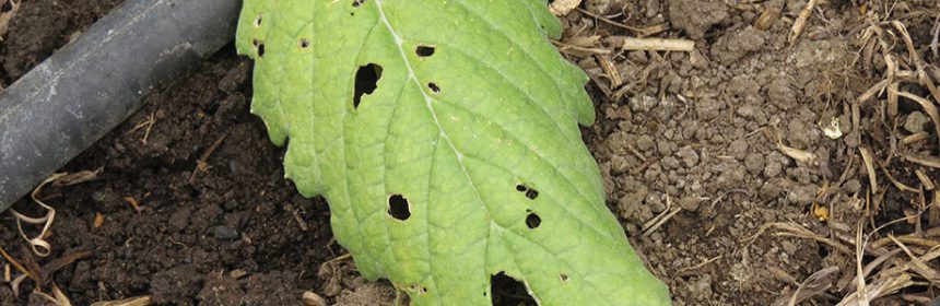 slug damage