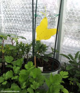 whiteflies