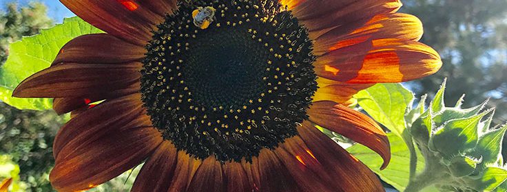 sunflower, season wrap-up