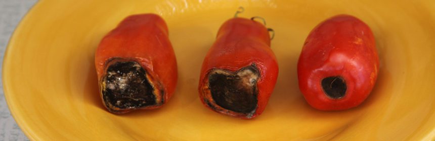 blossom end rot, tomatoes
