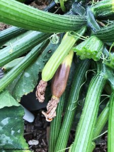 blossom end rot, zucchini