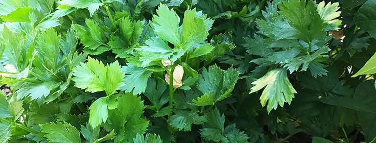 Harvesting celery