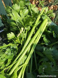 Harvesting celery