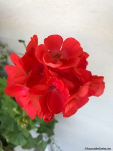 how to overwinter geraniums, propagate geraniums