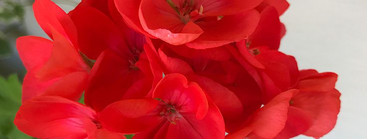 how to overwinter geraniums, propagate geraniums