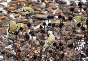fall clean-up, goldfinches