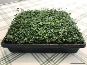 how to grow microgreens