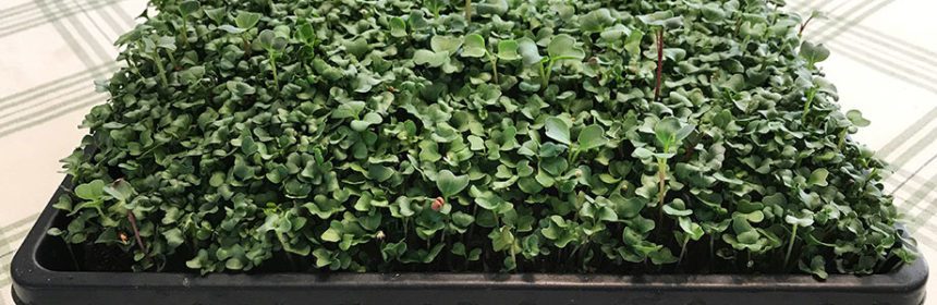 how to grow microgreens