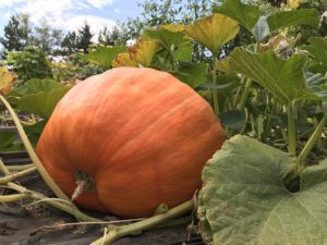 pumpkin-growing