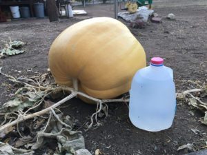 pumpkin-growing