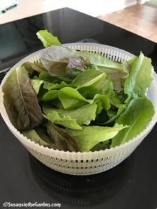 hoop house, lettuce
