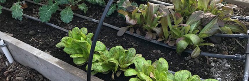 hoop house