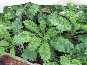 kale, hoop house, winter garden