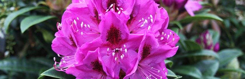 rhododendron, curled leaves