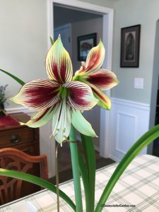 Amaryllis Hippeastrum