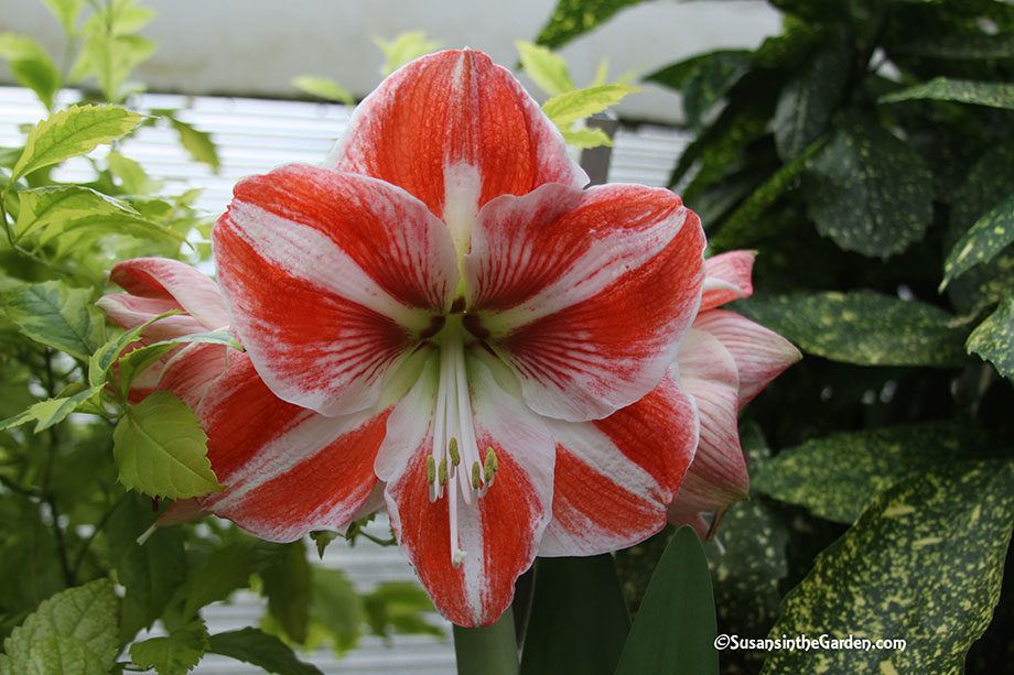 how do you say amaryllis in plural