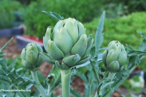 artichokes