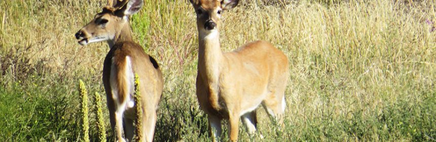 dealing with deer