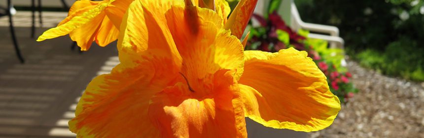 canna lily