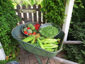 garden season, harvest