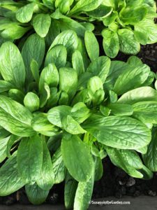 winter garden update