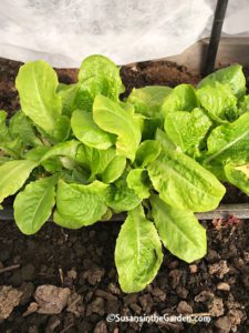 winter garden update