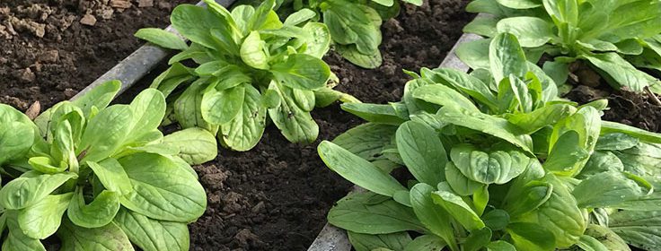 winter garden update