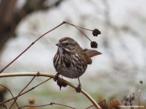 song sparrow, Great Backyard Bird Count