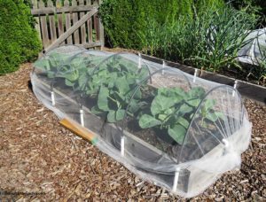 cabbage, tulle, floating row cover, organic gardening