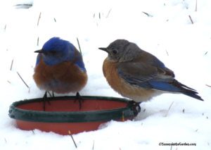 bluebirds