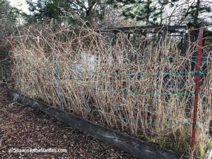 prune raspberry canes